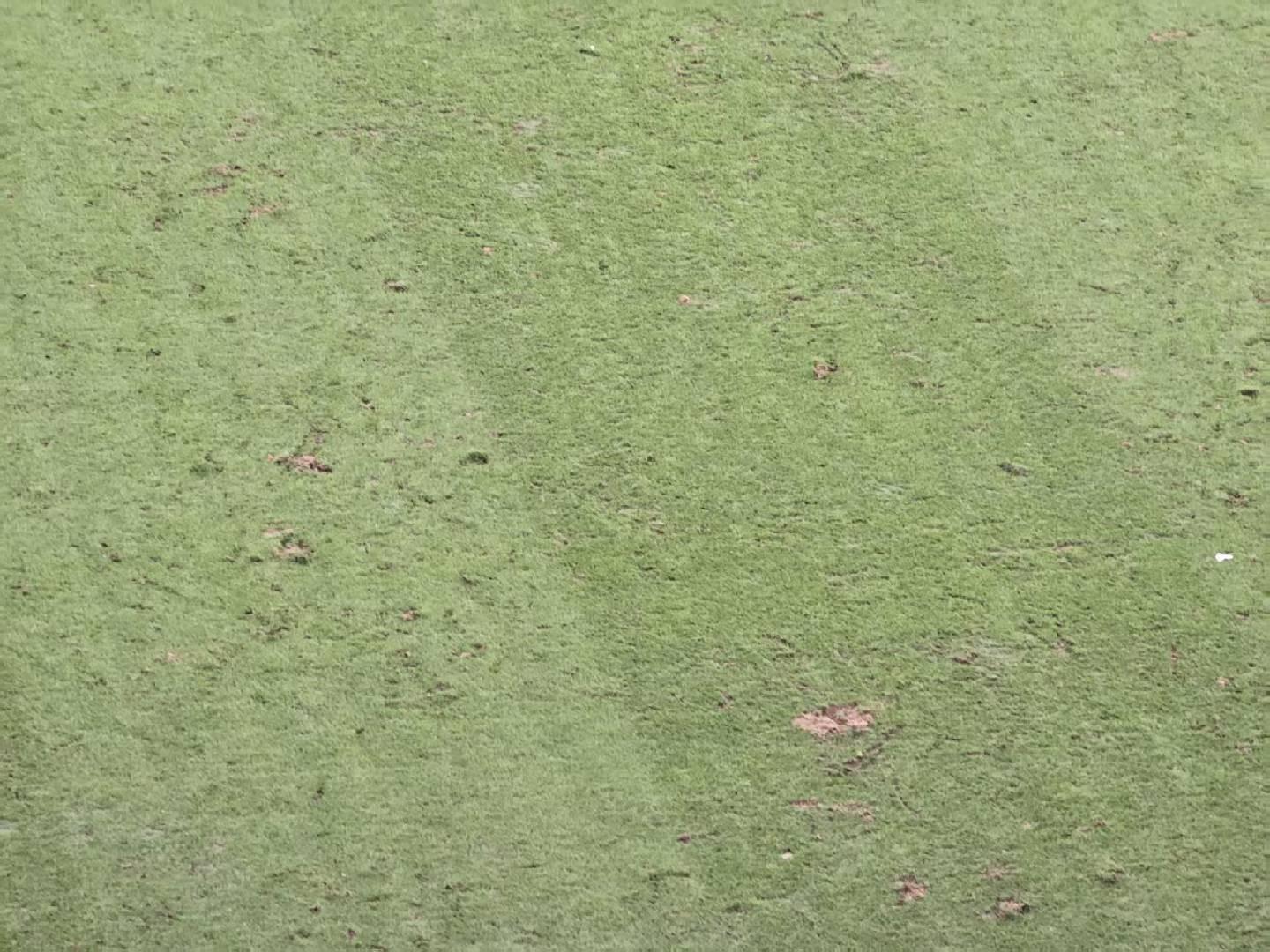 东体：西安承办赛事准备期只有1个月，草皮也没经过联赛验证